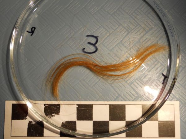 What Human Hair Reveals About Death’s&nbsp;Seasonality