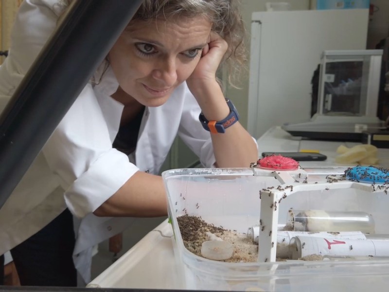 A Slime Mold Can Change Its&nbsp;Mind