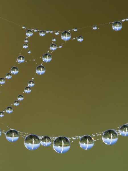 The Chemistry of Convenience—PFAS Forever&nbsp;Chemicals