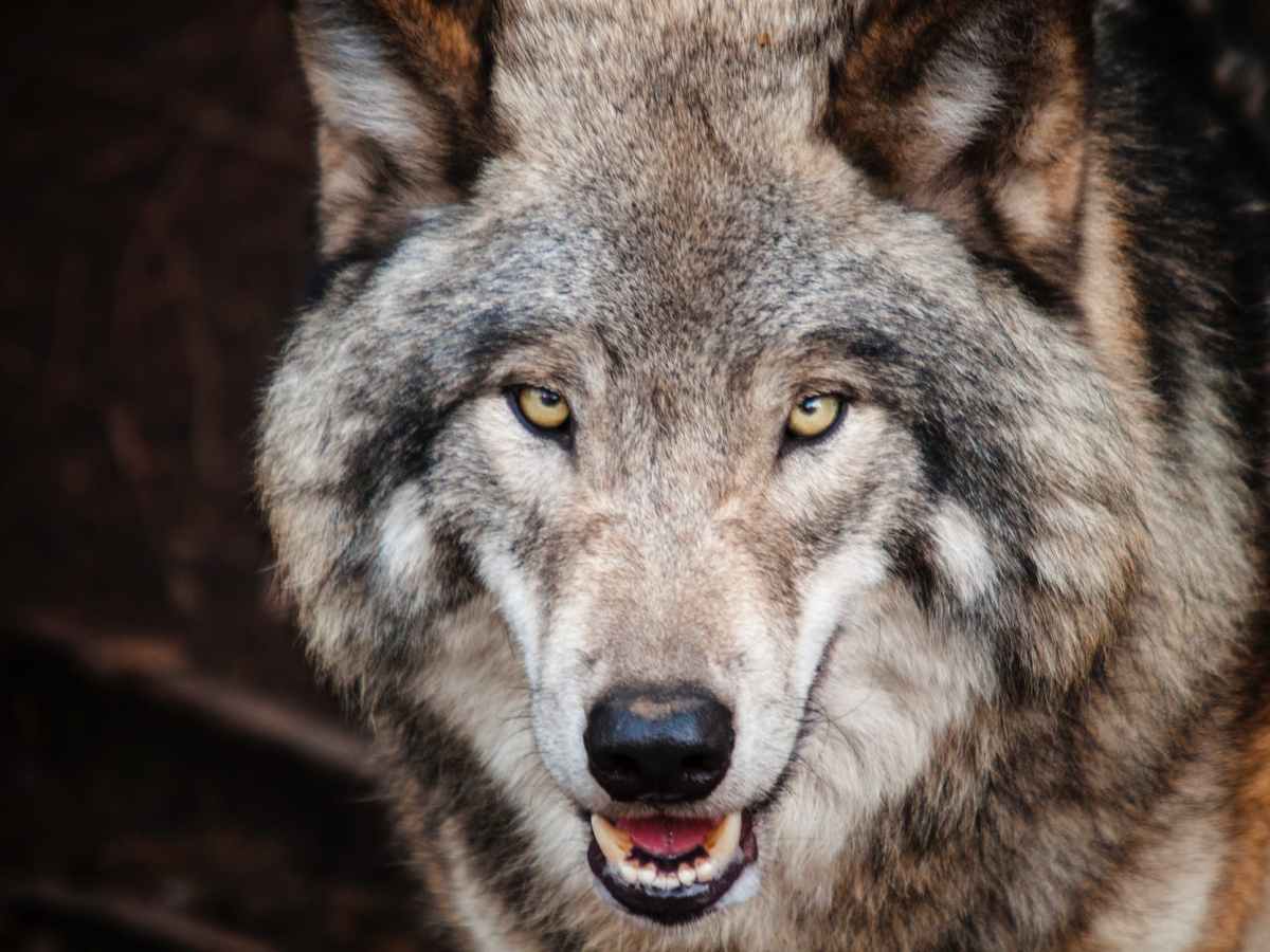These Non-Lethal Methods Encouraged by Science Can Keep Wolves From Killing&nbsp;Livestock