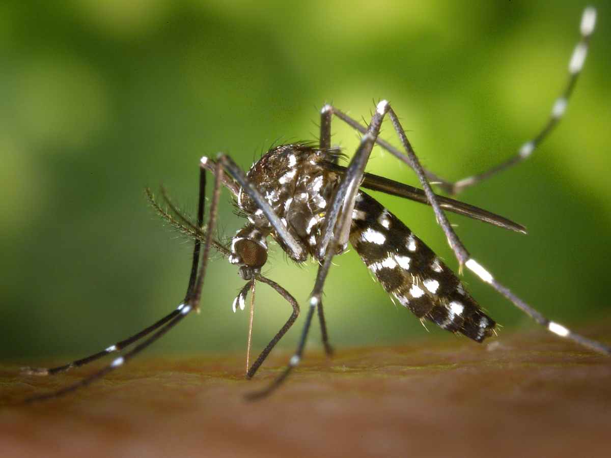 Mosquito control could slow the spread of disease in a warming&nbsp;world