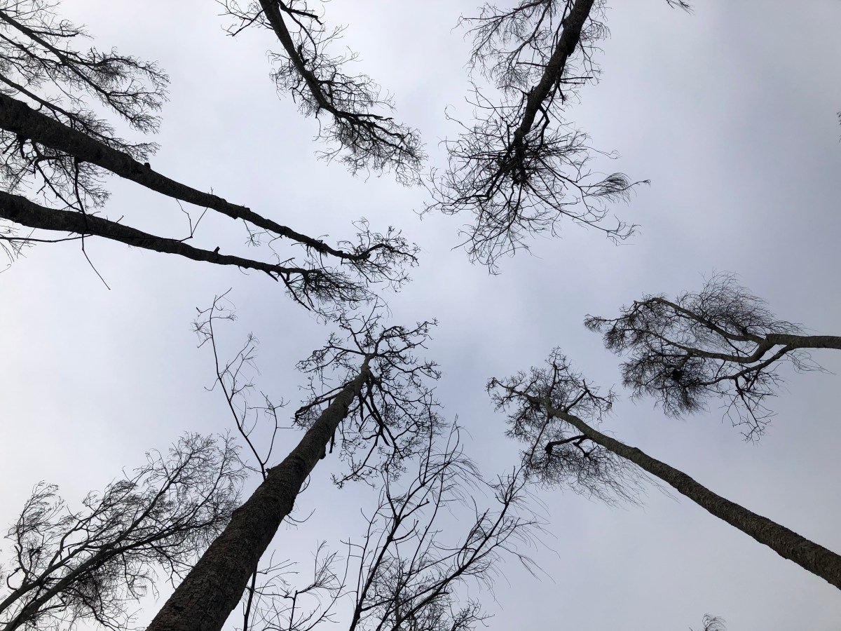 Hungry, Hungry Microbes in Tree Bark Gobble Up&nbsp;Methane