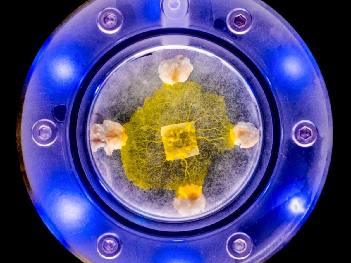 The Squishy, Far-Out New Experiments Headed to the&nbsp;ISS