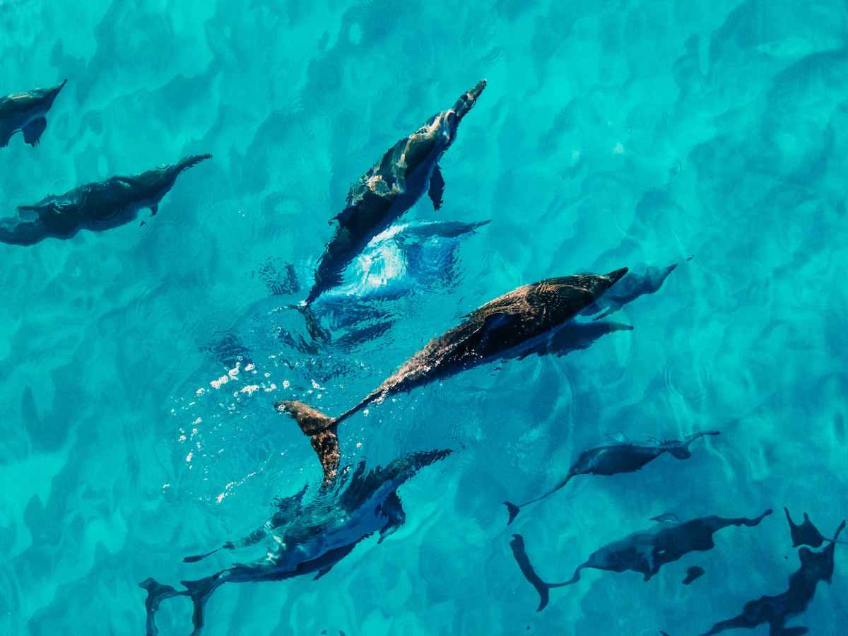 Dolphins Eavesdrop on Each Other to Avoid Awkward&nbsp;Run-Ins