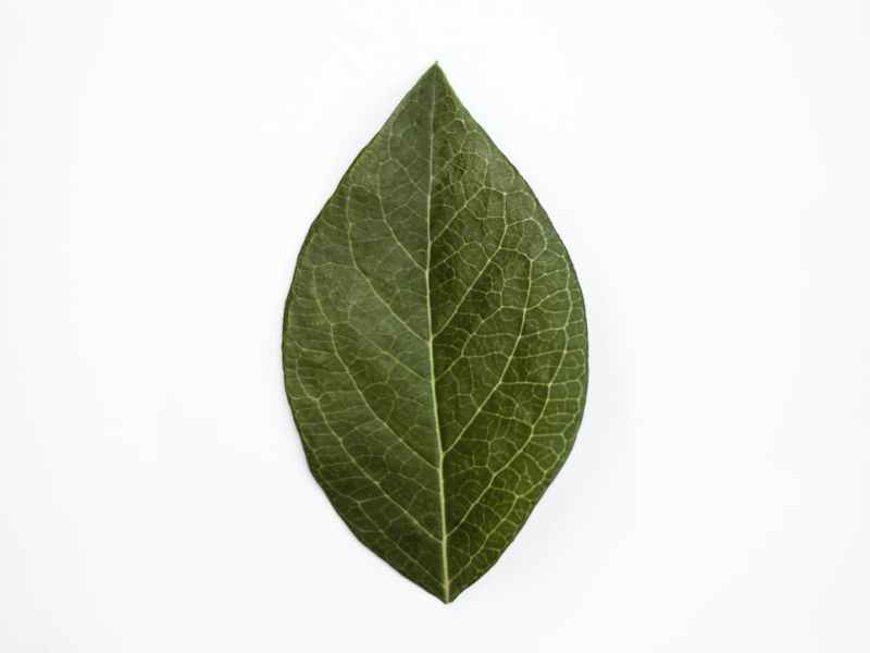 The Artificial Leaf: Copying Nature to Fight Climate&nbsp;Change