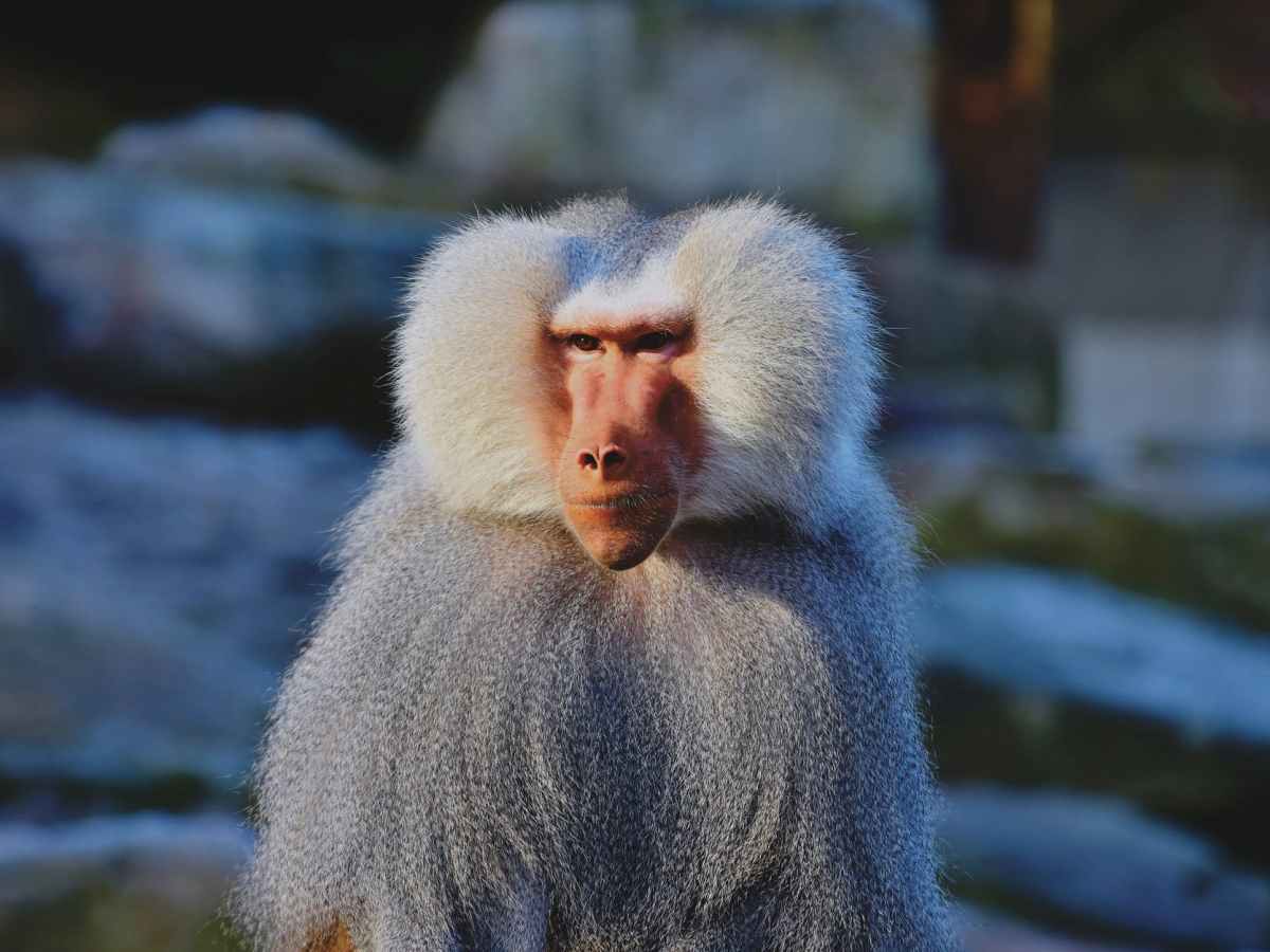 Why Some Animals Can Tell More from&nbsp;Less