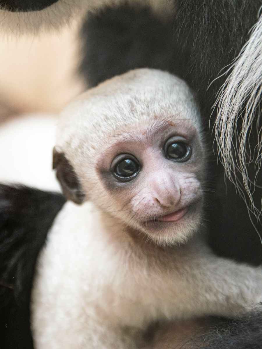 The Brutal Reason Some Primates are Born a Weird&nbsp;Color