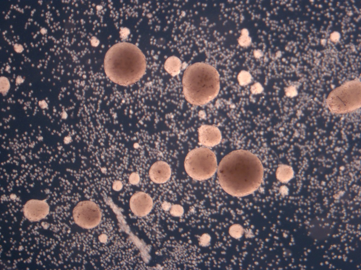 When Robots Multiply