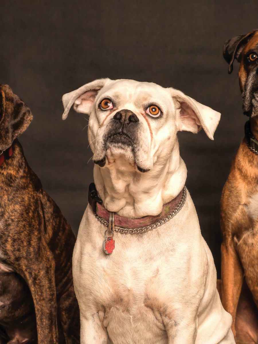 This Blood Test Detects Cancer in Dogs. But Do You Want to&nbsp;Know?