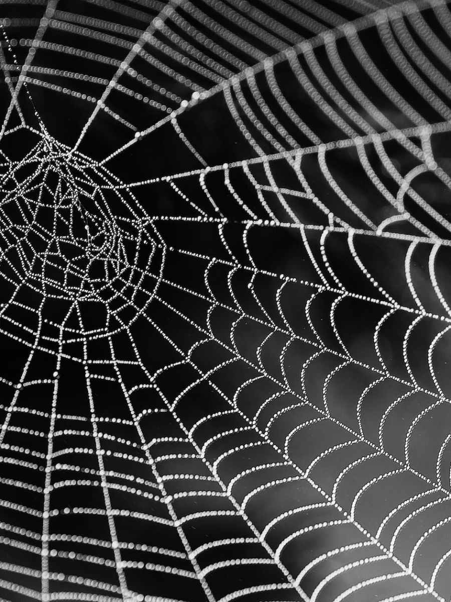 Sorry, Prey. Black Widows Have Surprisingly Good&nbsp;Memory