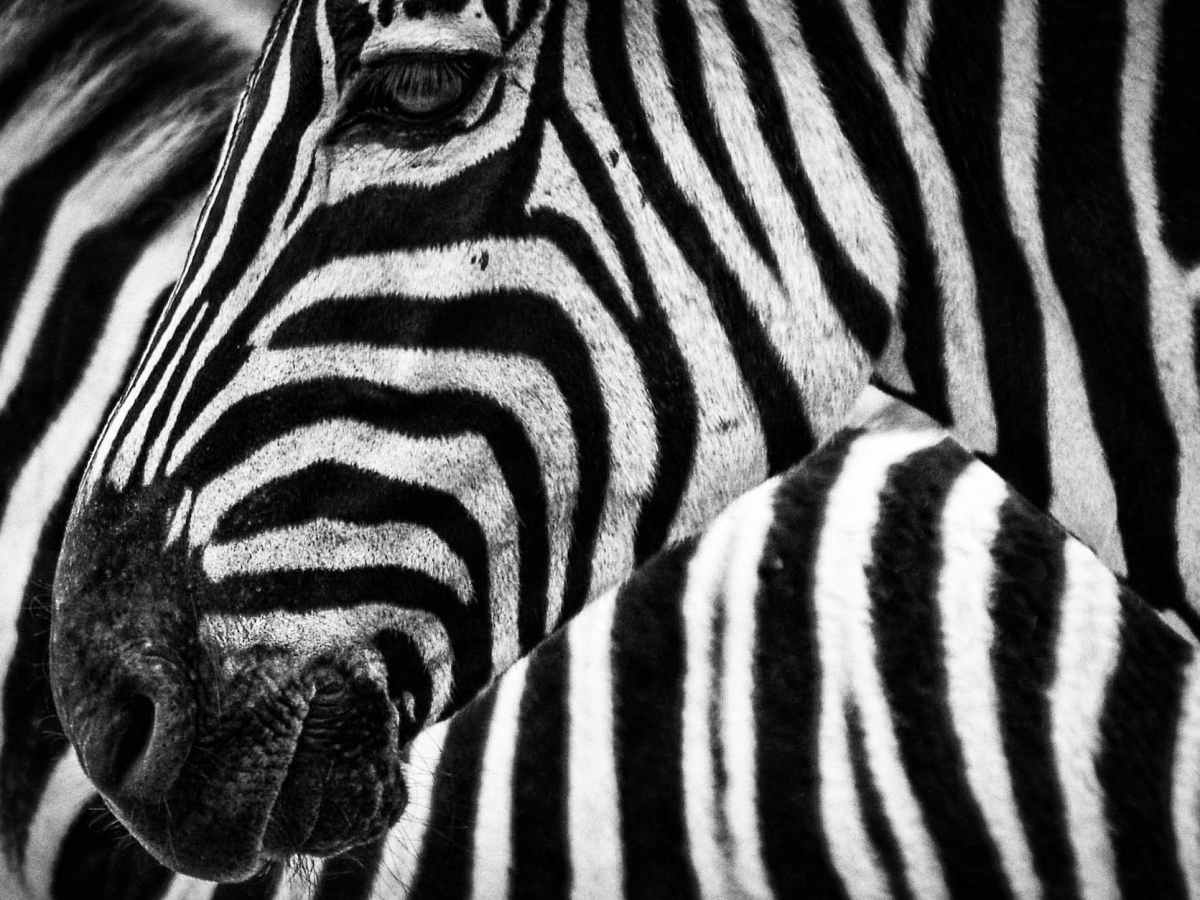 Scientists Reexamine Why Zebra Stripes Mysteriously Repel&nbsp;Flies
