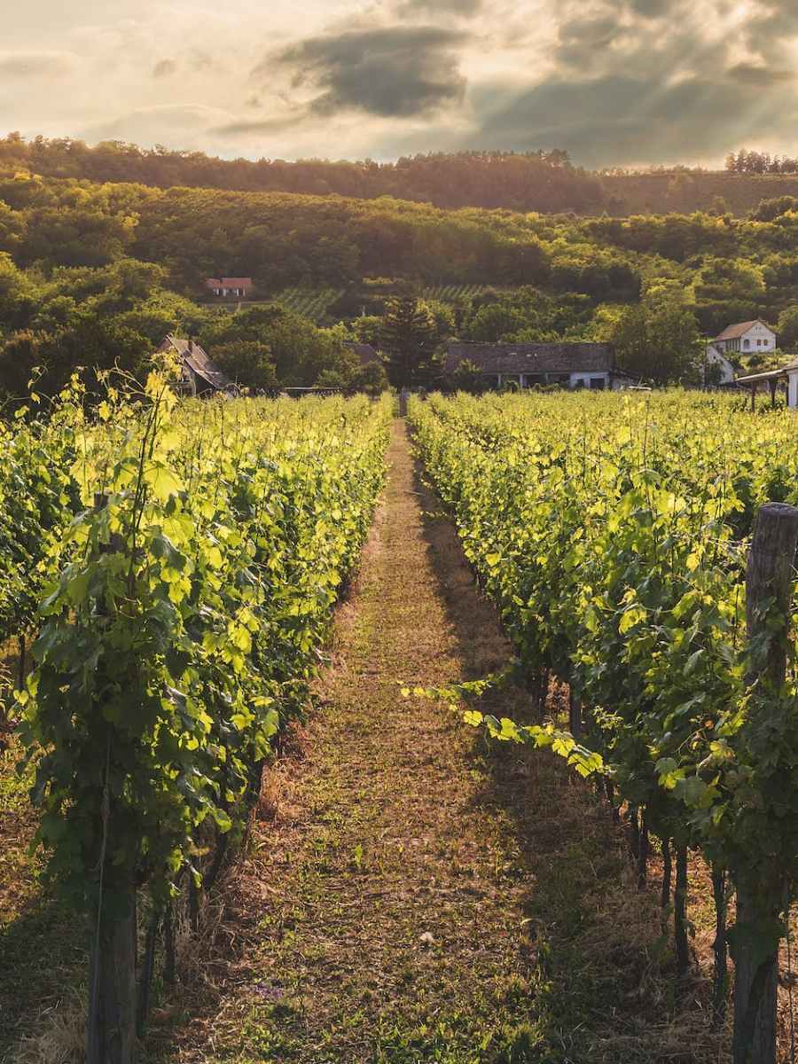 The World’s Farms Are Hooked on Phosphorus. It’s a&nbsp;Problem