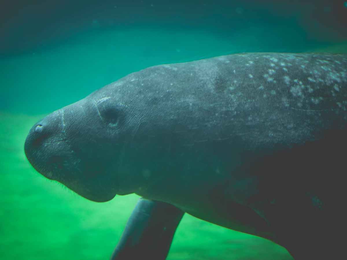 Florida Is Fighting to Feed Starving Manatees This&nbsp;Winter