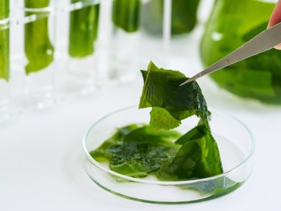 From Pond Scum to Product: The Chemistry of&nbsp;Algae