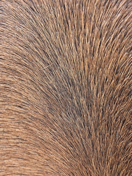 A Hair Loss Study Raises New Questions About Aging&nbsp;Cells