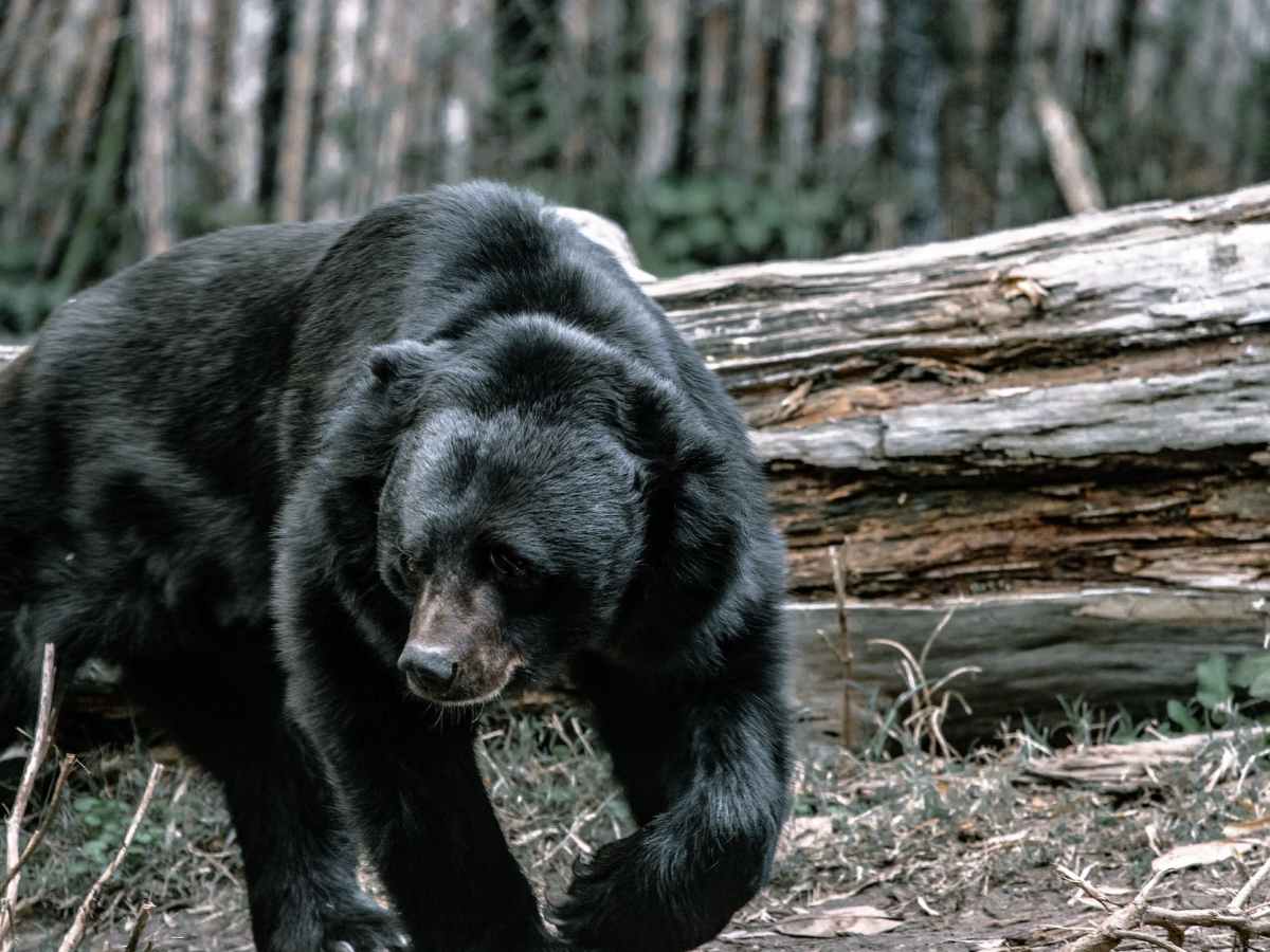 Bears Are Coming to a Campground Near&nbsp;You