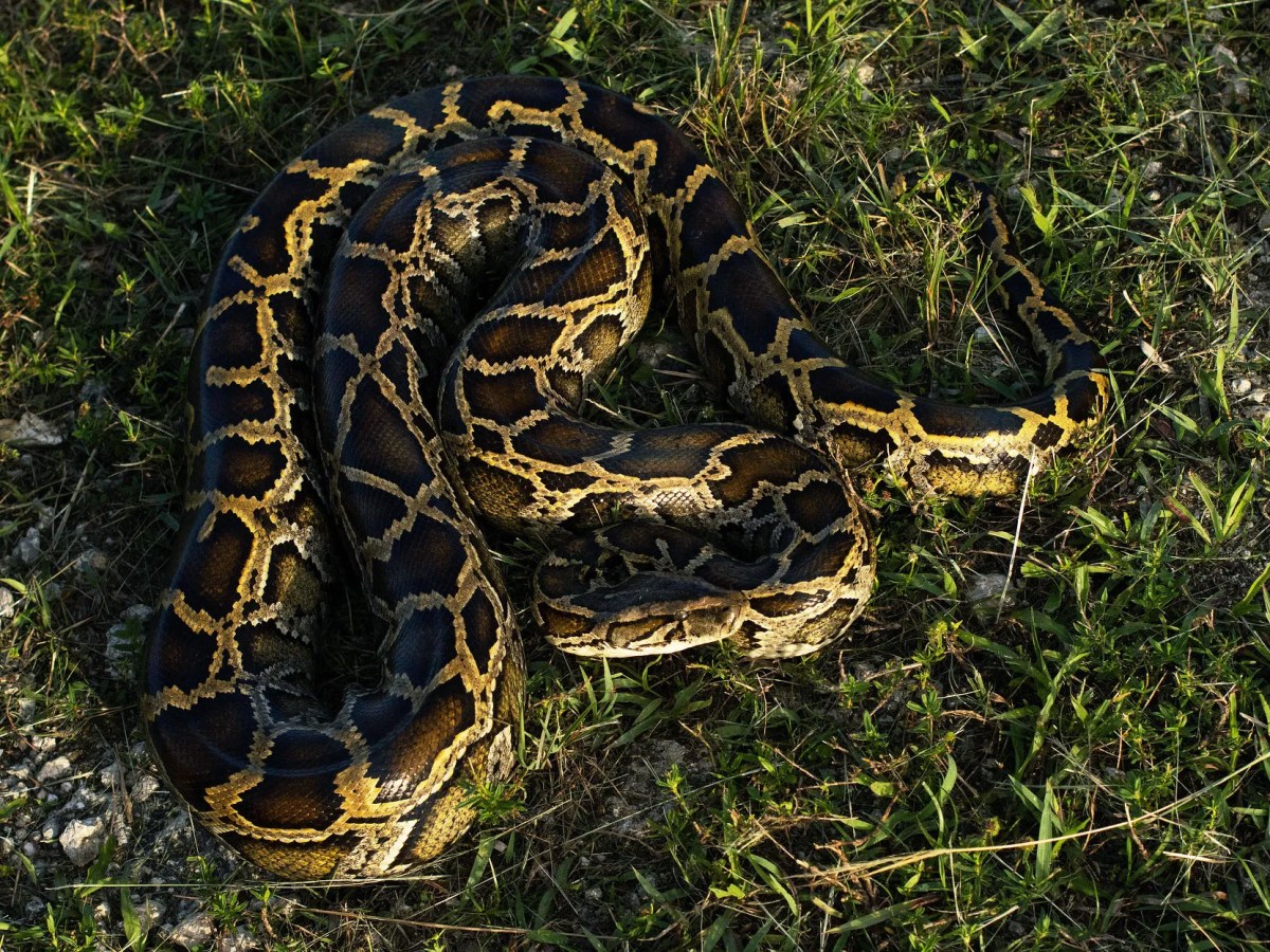 Florida’s War With Invasive Pythons Has a New&nbsp;Twist