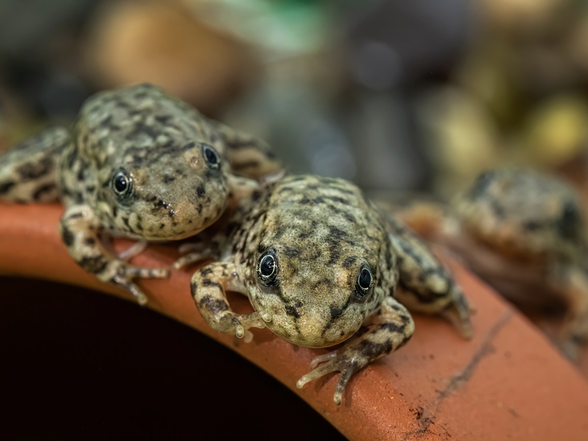 The biggest threat to biodiversity you’ve never heard&nbsp;of