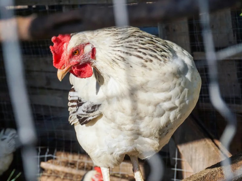 We Won’t Avoid the Next Pandemic. But We Can Still&nbsp;Prepare.