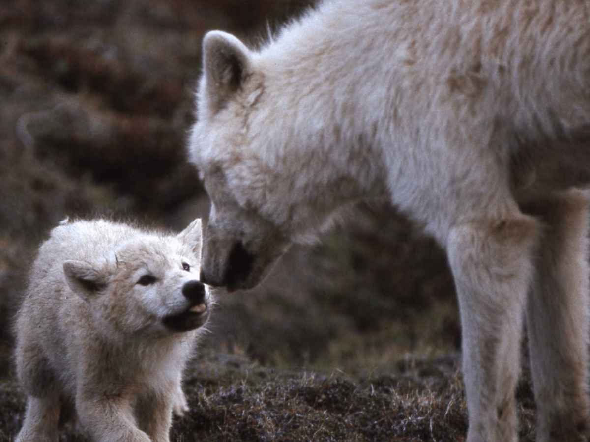 What we learn in the footsteps of&nbsp;wolves