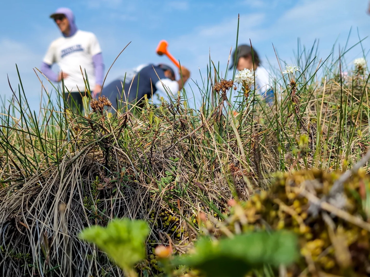 An Arctic Road Trip Brings Vital Underground Networks into&nbsp;View